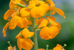 Giroflee Mioulane NewsJardinTV Jardimiou NPM 850380088