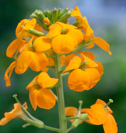 Giroflee Mioulane NewsJardinTV Jardimiou NPM 850380088