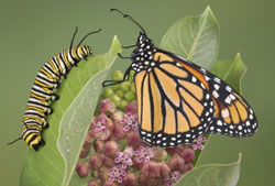Monarque Chenille papillon Fauna