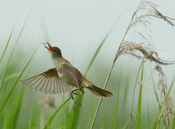 Oiseau Insectivore Miriadna