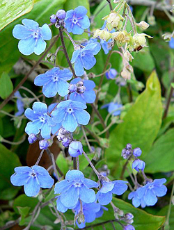 Omphalodes cappadocica Stan Shebs