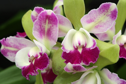 Orchidee Cattleya Mioulane NewsJardinTV Jardimiou NPM 914378077
