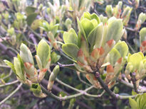 Bourgeons Euonymus Mioulane NewsJardinTV Jardimiou IMG 4664