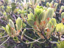 Bourgeons Euonymus Mioulane NewsJardinTV Jardimiou IMG 4664