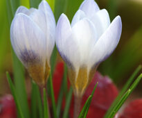 Crocus Mioulane Jardimiou NewsJardinTV 71648542