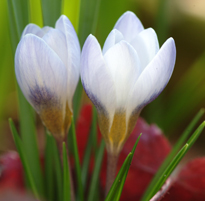 Crocus Mioulane Jardimiou NewsJardinTV 71648542