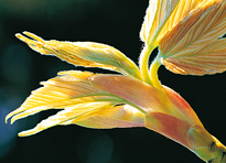 Eclosion Bourgeon Mioulane NewsJardinTV Jardimiou 98745874