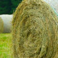 Foin Fourrage Flora