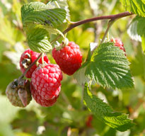 Framboisier Mioulane NewsJardinTV Jardimiou NPM 719514478