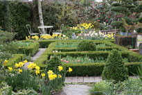 Jardin Printemps Nrcisse Mioulane NewsJardinTV Jardimiou NPM 84977110