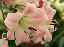 Lilium Geisha Girl Mioulane NewsJardinTV Jardimiou NPM 850309333