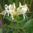 Lonicera Scentsation Mioulane NewsJardinTV Jardimiou NPM 850271015