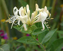 Lonicera Scentsation Mioulane NewsJardinTV Jardimiou NPM 850271015