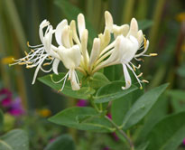 Lonicera Scentsation Mioulane NewsJardinTV Jardimiou NPM 850271015