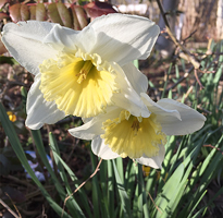 Narcisse Mioulane NewsJardinTV Jardimiou IMG 4663