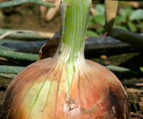 Oignon Mioulane NewsJardinTV Jardimiou NPM 850329131