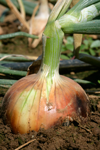 Oignon Mioulane NewsJardinTV Jardimiou NPM 850329131