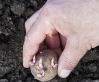 Plantation Pomme de tere Flora