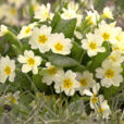 Primula vulgaris Flora