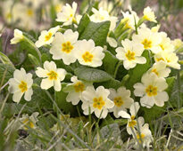 Primula vulgaris Flora