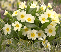 Primula vulgaris Flora