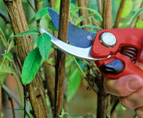 Taille Buddleia Mioulane NewsJardinTV Jardimiou NPM GIP0036388