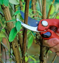 Taille Buddleia Mioulane NewsJardinTV Jardimiou NPM GIP0036388