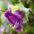 cobaea scandens Flora