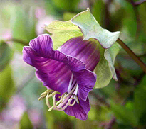 cobaea scandens Flora