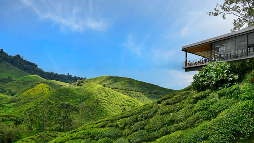 Boh plantation Cameron highlands