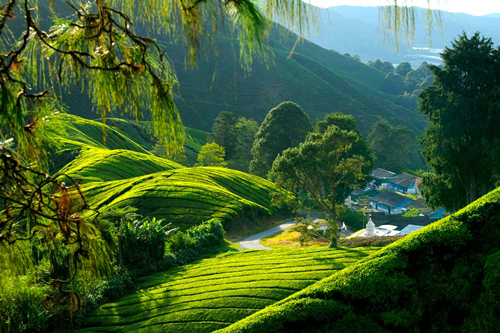 Cameron highlands Paysage DR