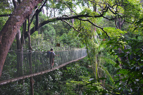 Canopy Walkway Taman Negara