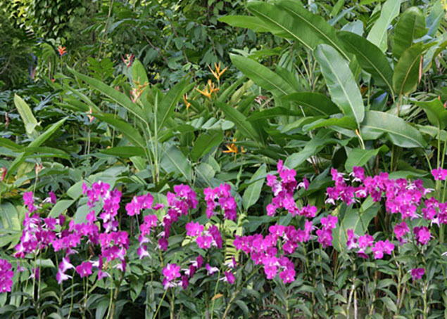 Dendrobium_Heliconia_Singapour
