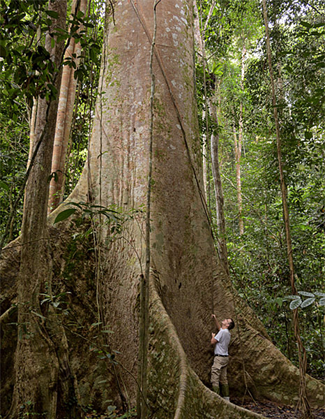 Koompasia exelsa Flora