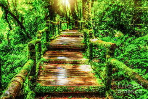 Mossy forest Cameron highlands