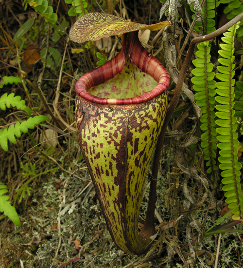 Nepenthes macfarlanei flora