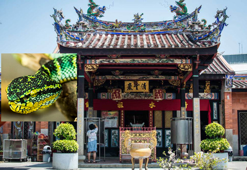 Penang Snakes temple