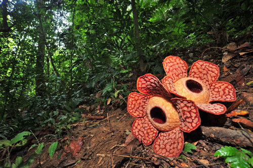 Rafflesia Malaisie