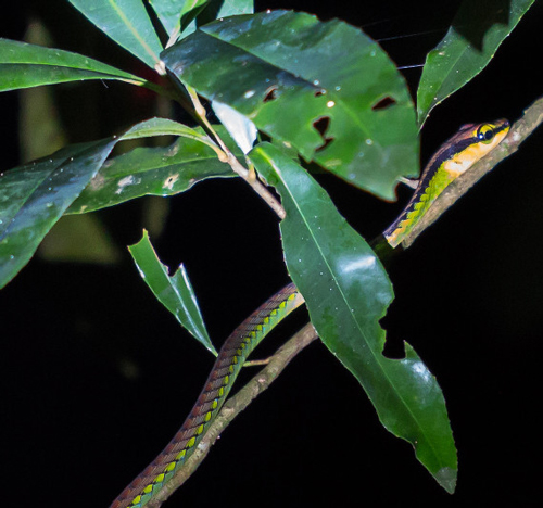 Serpent Taman Negara Nuit Fauna