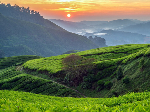 Theier Cameron Highlands Malaisie