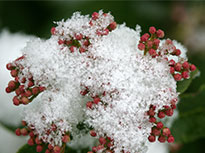 Viburnum tinus Givre Mioulane NewsJardinTV NPM 2607525812