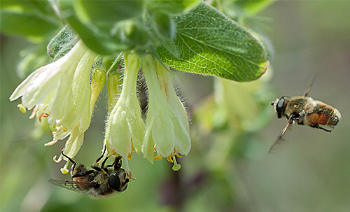 Haskap Floraison pollinisation Flora