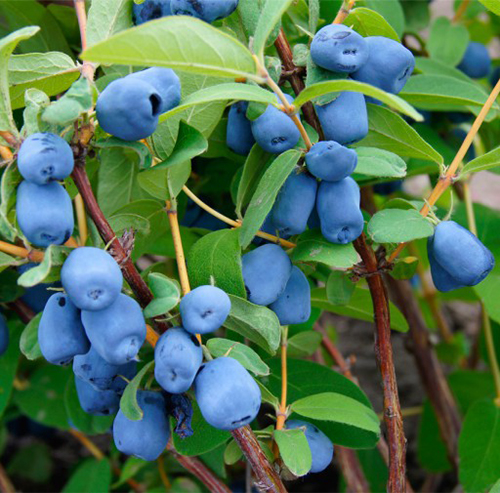 Lonicera caerulea Flora