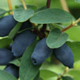 Lonicera caerulea Vignette