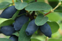 Lonicera caerulea Vignette