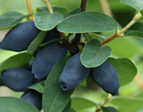 Lonicera caerulea Vignette