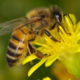 Abeille Apis Mellifera Fauna