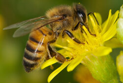 Abeille Apis Mellifera Fauna