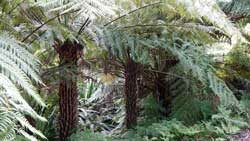 Alsophila australis Mioulane NewsJardinTV NPM 2607529683