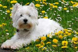 Aria Westie Mioulane NewsJardinTV Jarmimiou NPM 90290651